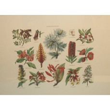 Prent (20ᵉ eeuw) in lijst met glas Flores Silvestres