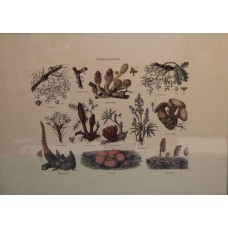 Prent (20ᵉ eeuw) in lijst met glas Stirpes parasitae