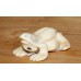 Ivoor  (20ᵉ eeuw) Netsuke
Kikker